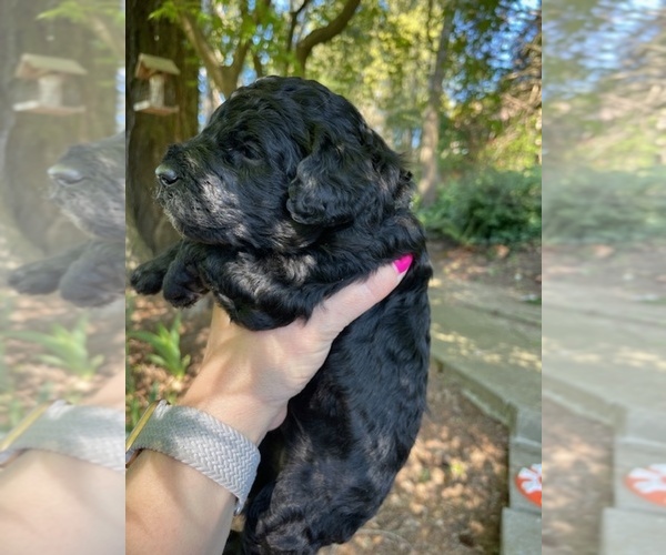 Medium Photo #8 Poodle (Standard) Puppy For Sale in KEIZER, OR, USA