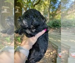 Small Photo #8 Poodle (Standard) Puppy For Sale in KEIZER, OR, USA