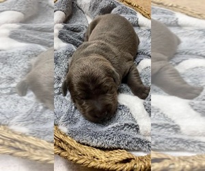 American Pit Bull Terrier-Labrador Retriever Mix Puppy for sale in HOOD RIVER, OR, USA