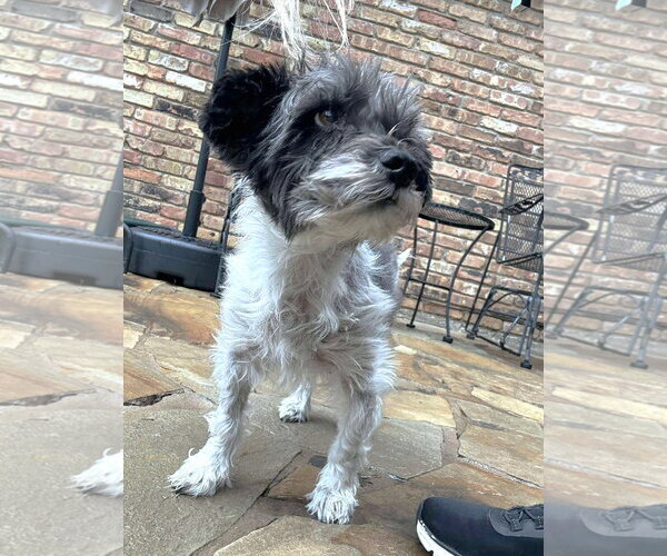 Medium Photo #15 Mutt Puppy For Sale in Boonton, NJ, USA