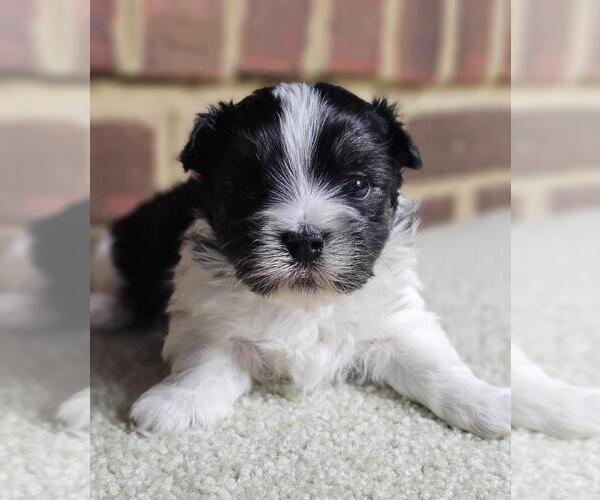 Medium Photo #3 Havanese Puppy For Sale in YORKTOWN, VA, USA