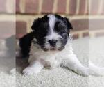 Small #2 Havanese