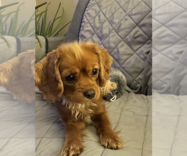 Medium Photo #1 Cavalier King Charles Spaniel Puppy For Sale in KANSAS CITY, MO, USA