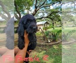 Small Photo #20 Poodle (Standard)-Wirehaired Pointing Griffon Mix Puppy For Sale in CANYON LAKE, TX, USA