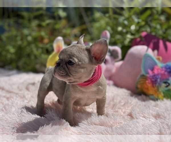 Medium Photo #4 French Bulldog Puppy For Sale in LEHIGH ACRES, FL, USA