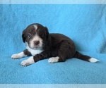 Small #5 Aussiedoodle