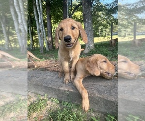 Golden Retriever Puppy for sale in BLACK MOUNTAIN, NC, USA