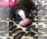 Small Photo #17 Bernese Mountain Dog Puppy For Sale in FLEMING ISLAND, FL, USA