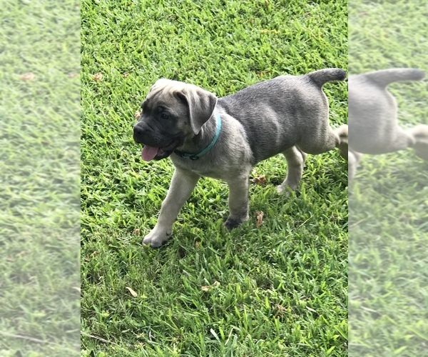 Medium Photo #5 Cane Corso Puppy For Sale in AMORY, MS, USA