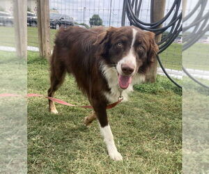 Border-Aussie Dogs for adoption in Columbus, IN, USA