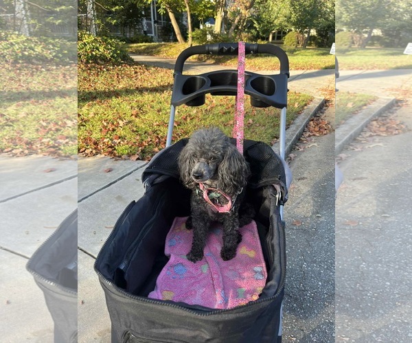 Medium Photo #3 Poodle (Toy) Puppy For Sale in Pacolet, SC, USA