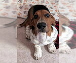 Small #3 Basset Hound