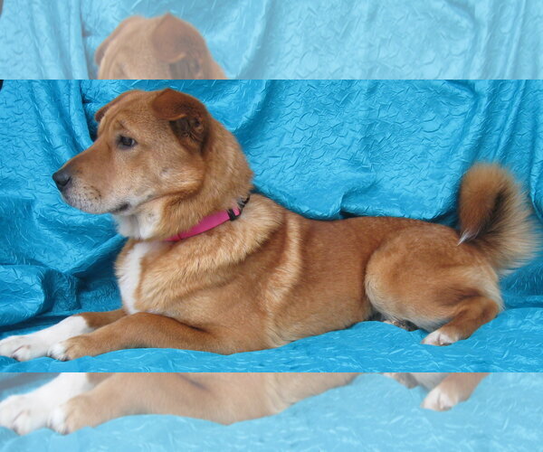 Medium Photo #4 Labrador Retriever-Unknown Mix Puppy For Sale in Cuba, NY, USA