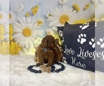 Small #3 Poodle (Toy)