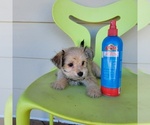 Small Photo #2 Morkie Puppy For Sale in SANTA CLARITA, CA, USA