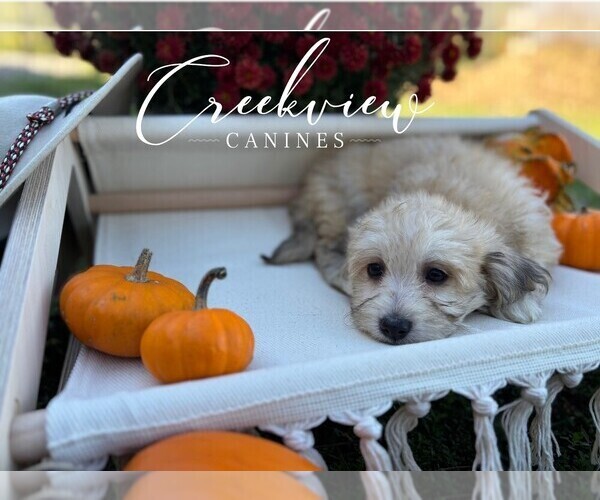 Medium Photo #24 Havachon Puppy For Sale in NIANGUA, MO, USA