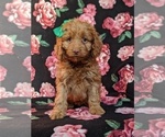 Small Cocker Spaniel-Poodle (Miniature) Mix