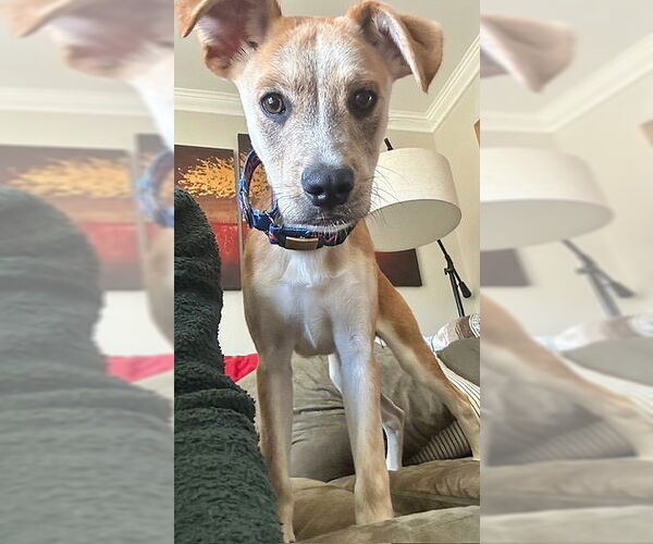 Medium Photo #1 Mutt Puppy For Sale in MECHANICSBURG, PA, USA