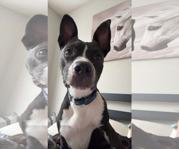 Medium Photo #1 American Pit Bull Terrier-Unknown Mix Puppy For Sale in Germantown, OH, USA