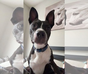 American Pit Bull Terrier-Unknown Mix Dogs for adoption in Germantown, OH, USA