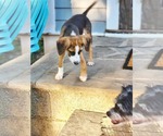 Small #7 Beagle Mix