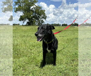 Labrador Retriever Dogs for adoption in Oakhurst, NJ, USA
