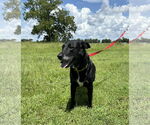 Small Labrador Retriever