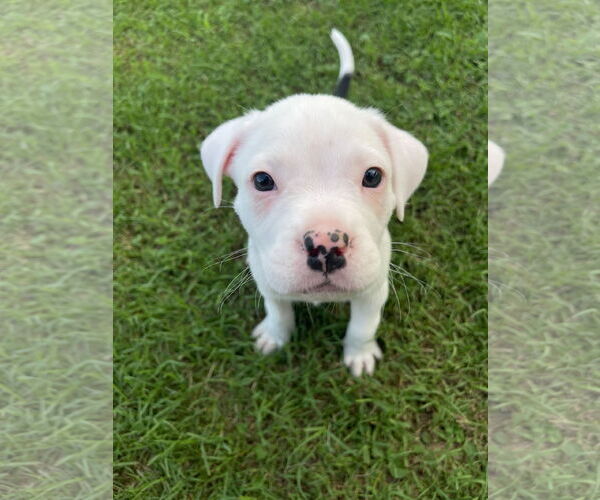 Medium Photo #6 Mutt Puppy For Sale in Holly Springs, NC, USA