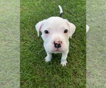 Small #5 Mutt