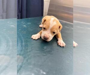 Catahoula Leopard Dog-Unknown Mix Dogs for adoption in Mobile, AL, USA