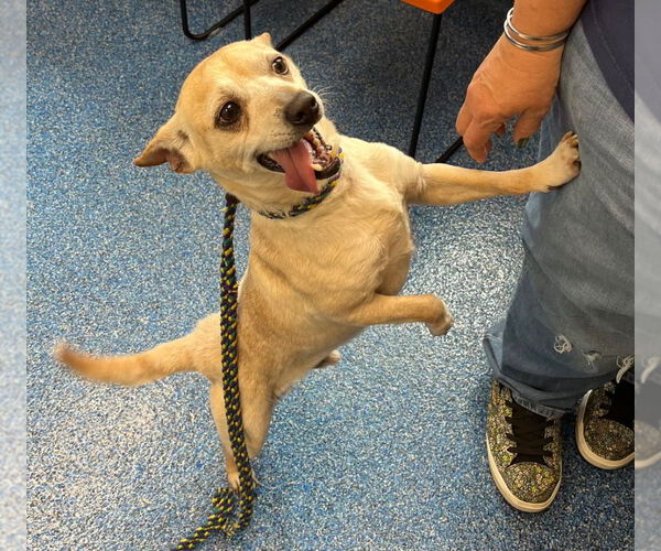 Medium Photo #3 Chihuahua Puppy For Sale in Tarboro, NC, USA