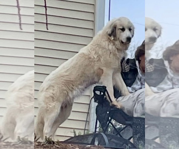 Medium Photo #1 Great Pyrenees Puppy For Sale in Croydon, NH, USA