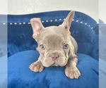 Small Photo #8 French Bulldog Puppy For Sale in AUSTIN, TX, USA
