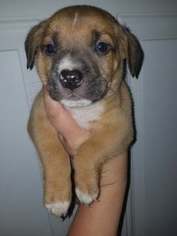 Bullmasador Puppy for sale in COTTONWOOD, CA, USA
