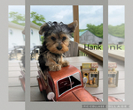 Small #4 Yorkshire Terrier