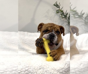 English Bulldog Puppy for sale in ROSEVILLE, CA, USA