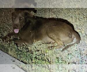 Irish Terrier-Unknown Mix Dogs for adoption in San Antonio, TX, USA