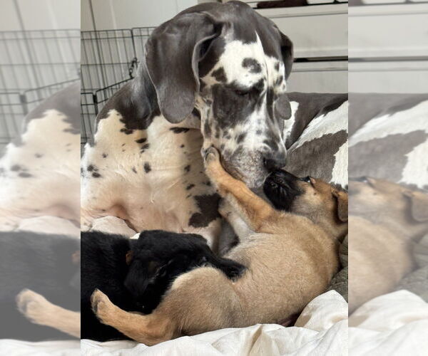 Medium Photo #2 German Shepherd Dog Puppy For Sale in West Sacramento, CA, USA