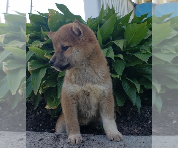 Medium Photo #10 Shiba Inu Puppy For Sale in EDINA, MO, USA