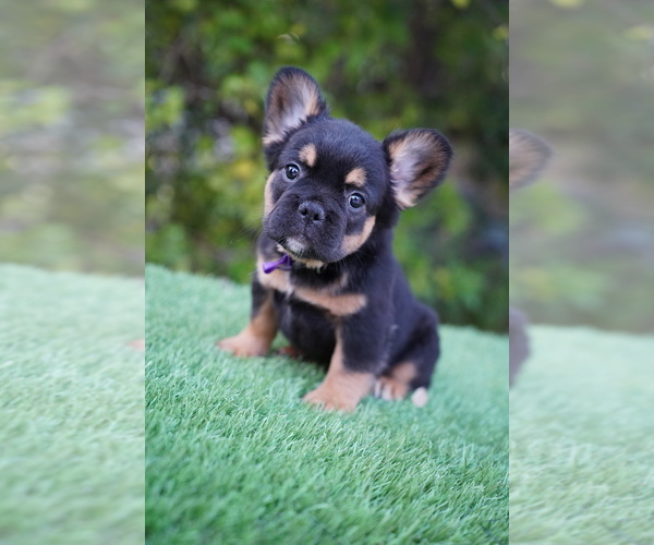 Medium Photo #14 French Bulldog Puppy For Sale in POMPANO BEACH, FL, USA