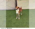 Small Mutt