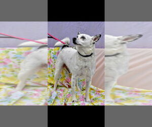 Chip-Sponsored - Male Chihuahua-Unknown Mix Dog for Adoption - Photo #8
