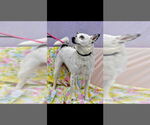 Small #7 Chihuahua Mix