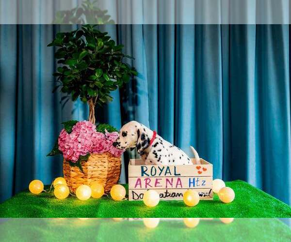 Medium Photo #7 Dalmatian Puppy For Sale in Iernut, Mures, Romainia