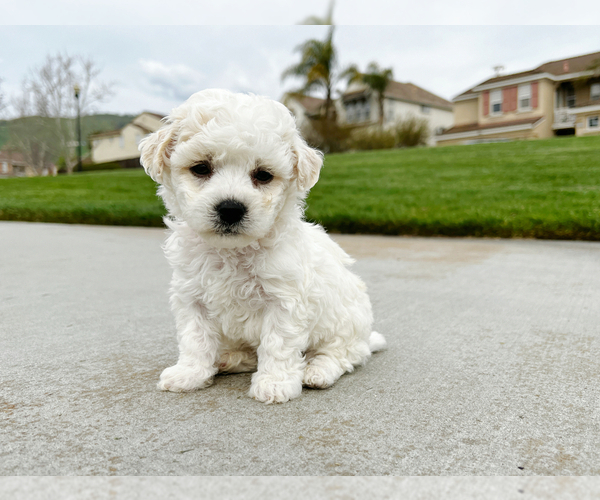 Medium Photo #1 Bichon Frise Puppy For Sale in SAN JOSE, CA, USA