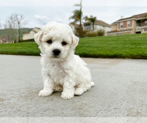 Bichon Frise Puppy for Sale in SAN JOSE, California USA