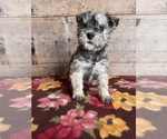 Small #3 Schnauzer (Miniature)