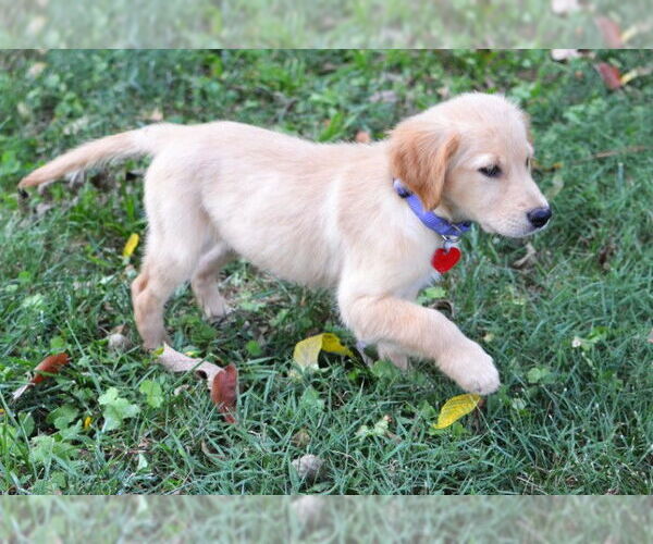 Medium Photo #3 Golden Retriever Puppy For Sale in Germanton, TN, USA