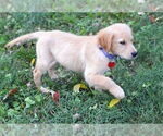 Small #2 Golden Retriever