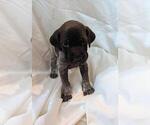 Puppy 3 German Shorthaired Pointer